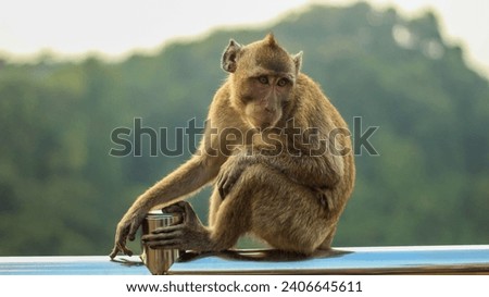 a monkey sits in the fence at Sewu Waterfall