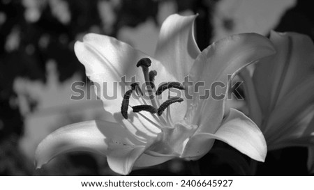 Abstract Lily blossom in monochromatic macro shot. Elegant flowering plant in a wide format image. Outdoors gardening photography with low sunlight illumination.
