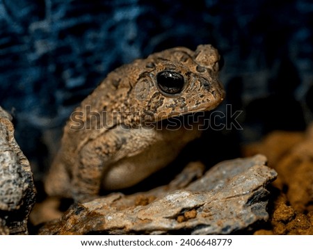 Close-up of a Southern toad