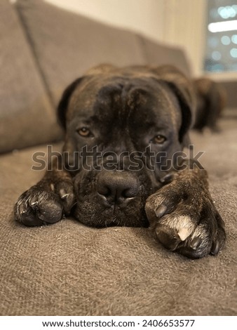 Young cane corso male with huge paws has settled himself to couch for follow surroundings with his sensitive nose. Royalty-Free Stock Photo #2406653577