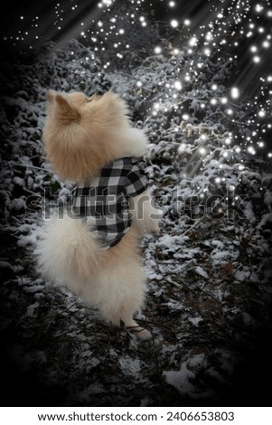 Pomeranian Spitz stands in the winter forest on two legs and looks up.White bright rays of light with sparkles shine on the dog.Dog is wearing a plaid shirt.Smart dog pet doing a trick on street.