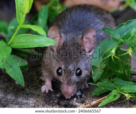 The house mouse is a small mammal of the order Rodentia, characteristically having a pointed snout, large rounded ears, and a long and almost hairless tail. Royalty-Free Stock Photo #2406665567