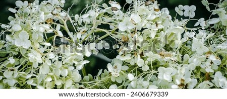 Close up beautiful white hortensia on the bush photo. The flowering of a hydrangea bush. Summer bright flower. High quality picture for wallpaper