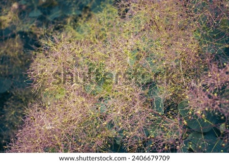 Bright Flowering Smoke Bush photo. Cotinus coggygria blossom bush photography. Growing plants in morning garden. Royal purple smoke bush in the parkland. High quality picture for wallpaper Royalty-Free Stock Photo #2406679709