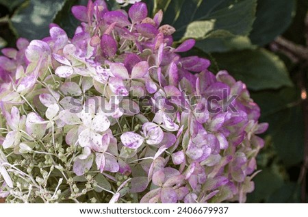 Close up beautiful pink hydrangea inflorescences on the bush photo. The flowering of a hydrangea lush foliage photography. Summer bright flower. High quality picture for wallpaper