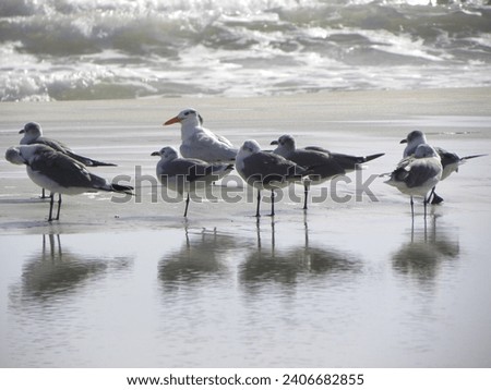 A street photograph created at Daytona Beach, Florida showing shorebirds and sea birds on or near the sand of Daytona Beach.
