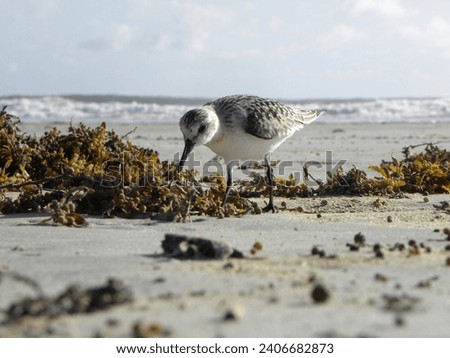 A street photograph created at Daytona Beach, Florida showing shorebirds and sea birds on or near the sand of Daytona Beach.