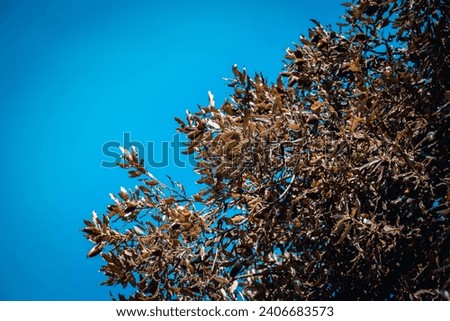 Brown acorns and green oak photo. Acorn on branches with selective focus against blue sunny sky. Beautiful nature scenery photography. Idyllic scene. 