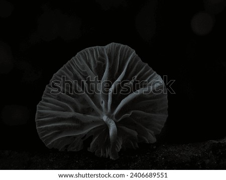 picture of a mushroom with an umbrella