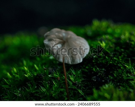 picture of a mushroom with an umbrella