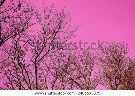 Silhouettes of trees without leaves at sunset