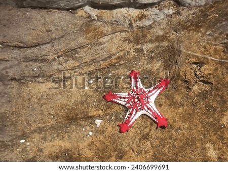 A closeup picture of Red- Knobbed starfish againt a brown background.