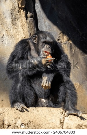 Chimpanzee eating a red fruit