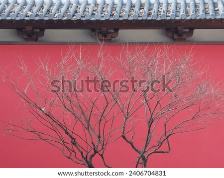 A leafless sapling stands strong beneath gray eaves, by a red palace wall of the restored Deshou Palace of Southern Song Dynasty. Winter's embrace, yet resilient it thrives.