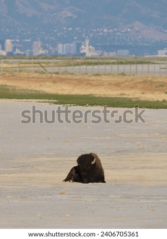 Photo taken of a lone bison in the Great Salt Lake with Salt Lake City visible in the background.