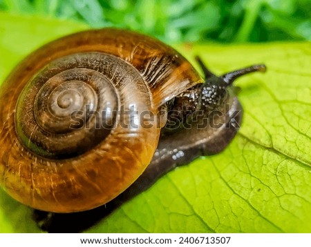 a brown snail on green leaves and grass.