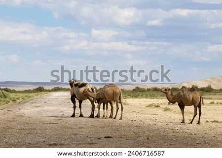 Camel breeding at Senek town, Mangystau, Kazakhstan. Animal background Royalty-Free Stock Photo #2406716587