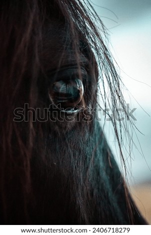 Detail picture of horse face closeup. Black brown horse's eye and long eyelashes, hair macro photo. Farm animals outdoors. Intelligent animal.