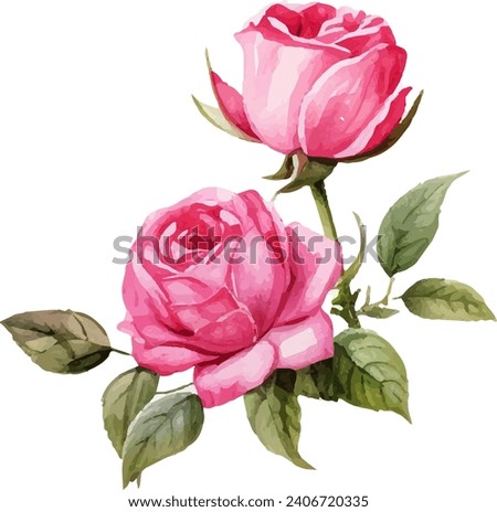 watercolor pink rose clipart, painting pink flower