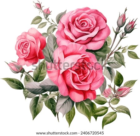 Pink Rose Flower isolated watercolor illustration painting