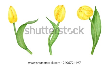 Set of yellow tulips. Watercolor hand drawn illustration of spring symbol, golden flower. Clip art for Easter, Mothers Day, Womens Day, March 8 cards, wedding, farmer and floristic prints, travelbook