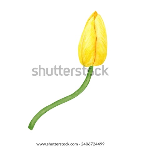 Yellow tulip. Watercolor hand drawn illustration of spring symbol, golden flower. Clip art for Easter, Mothers Day, Womens Day, March 8 cards, wedding, farmer and floristic prints, travelbook, packing