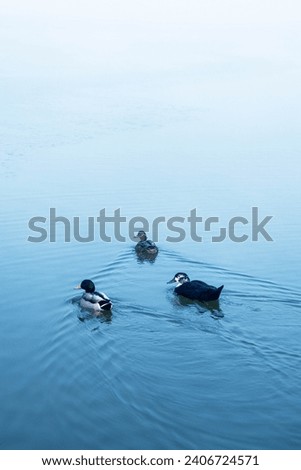 Blue Serenity: Ducks Gliding on the Cold Waters of the Dam