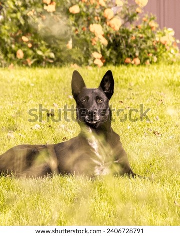 Photographie berger malinois et border Collie dans la nature. Black and beautiful dog