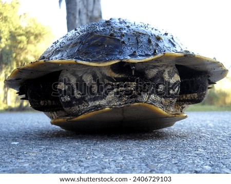 A wildlife Photo of a Pond Slider Turtle Created at the Circle B Bar Reserve in Polk County Florida. Turtles are a common sight at the Circle B Bar Reserve.
