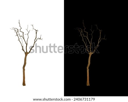 Syringa vulgaris ( Common Lilac ) - A small , bare tree covered with a bit of snow in winter on an isolated white and black background