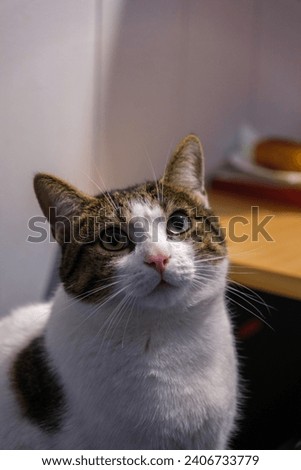 Cat looks up, calm animal portrait, concept of domestic calm atmosphere