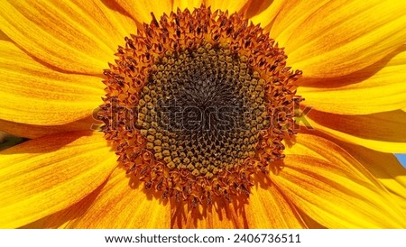 macro shot of a sunflower