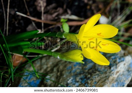 Sternbergia lutea, the yellow autumn crocus, is a bulbous flowering plant