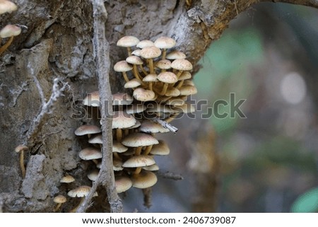 Hypholoma fasciculare mushrooms growing on a stump in October. Hypholoma fasciculare, the sulfur tuft or clustered woodlover, is a common woodland mushroom. Berlin, Germany Royalty-Free Stock Photo #2406739087
