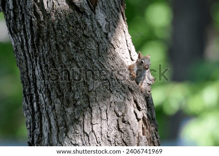 American Red Squirrel half sticking out of a hole in the Maple tree, full white belly exposed, bokeh green background. 