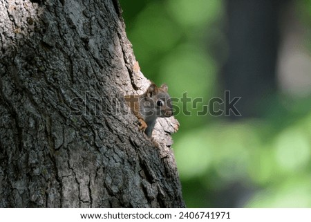 Close up of a American Red Squirrel peeking its head out of a hole in the big Maple tree.