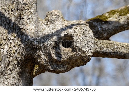 A Maple Tree with a big hallow knot, with a perfect circle entrance at the trunk of the tree. 