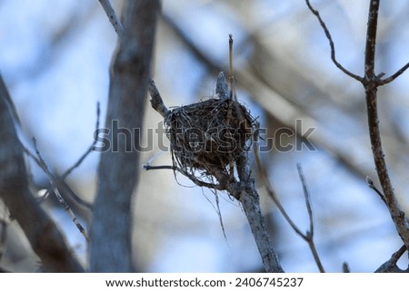  Hummingbird nest, winter, blurred background, bokeh.