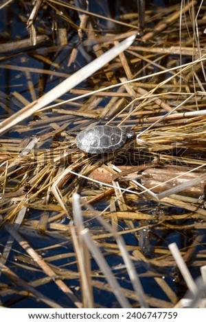 Baby Painted turtle basking on some floating vegetation.