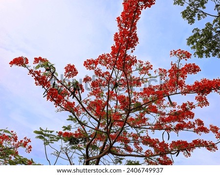 Flame bottle tree, Flame tree, Brachychiton acerifolius, llawarra flame tree is a large of the family Malvaceae native to subtropical regions, 