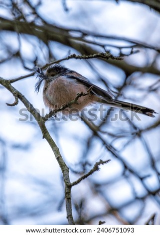 Aegithalos caudatus, the Long-tailed Tit, graces European woodlands with its delightful presence. Recognized by its long tail and cooperative nature, this charming bird adds elegance to the forest.
