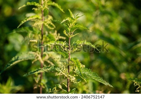 Urtica dioica, often called common nettle, stinging nettle, or nettle leaf, a young plant in a forest in a clearing. The first spring vitamins. Ingredient of vitamin salad