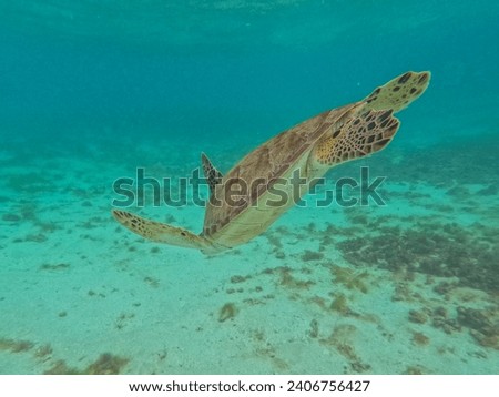 A magnificent giant sea turtle spreads its paws and swims in the blue depths of the sea