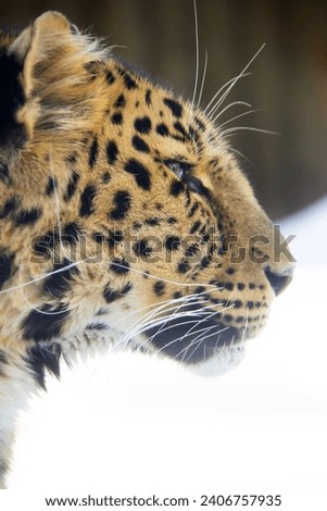 Close up of a leopard on the snow