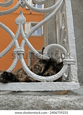 Head of the cat looking through a hole in a white decorative fence. Cats of Italy