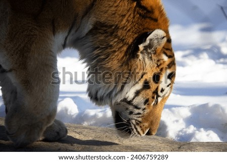 Close up of a tiger during winter