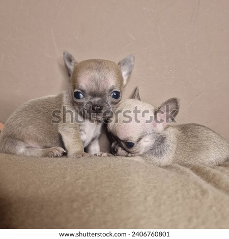 Chihuahua siblings 40 days old 