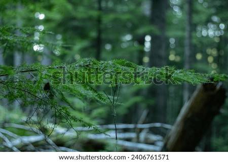 Beautiful Pacific Northwest and Olympic National Park pictures. Canon Rebel T7. Royalty-Free Stock Photo #2406761571