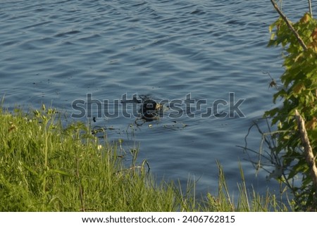 A nature picture of an American Alligator swimming in a pond at the Circle B Bar reserve in Central Florida. 
