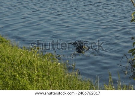 A nature picture of an American Alligator swimming in a pond at the Circle B Bar reserve in Central Florida. 